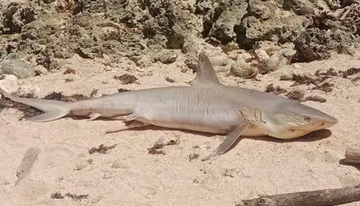CORALINA repudia una vez más la caza de tiburones en San Andrés