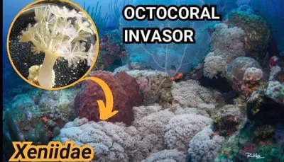 Alerta por nueva especie invasora en los arrecifes