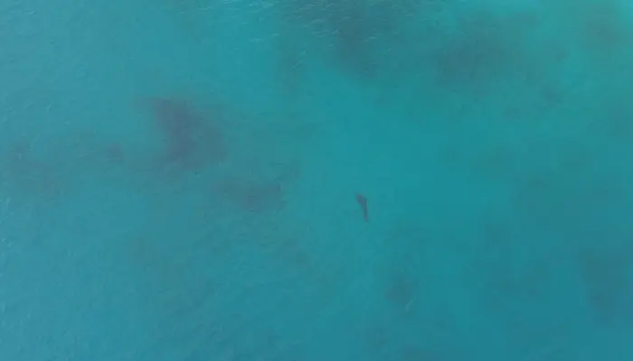 Nuevo avistamiento de tiburón tigre en el costado occidental de la isla