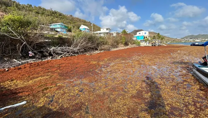 Vuelve el ciclo de algas zargazos a las costas del Archipiélago