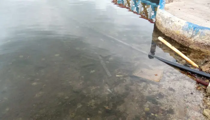 Continúan acciones de limpieza y monitoreo ante  evento de mortandad de peces registrado en el municipio de Providencia