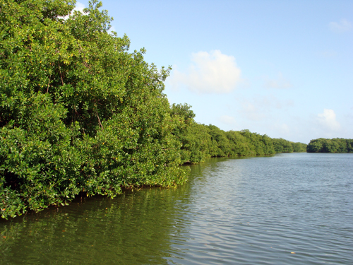 Parque Regional “Old Point Regional Mangrove Park”